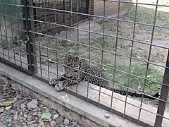 Jaggo, l'unique léopard au zoo du Musée Vivant