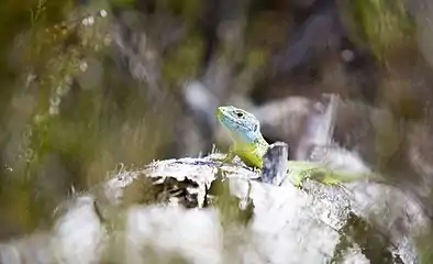 Lézard Vert (Lacerta bilineata).