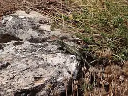 Dans la garrigue en lisière de forêt s'il y a des roches (causse Méjean, 18 septembre 2018).