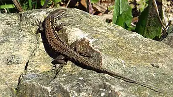 Mâle sur un rocher (héliothermie + thigmothermie), dans la région de Nantes (16 mars 2014).