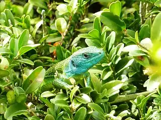 Lézard vert (Lacerta bilineata) - Labeil.