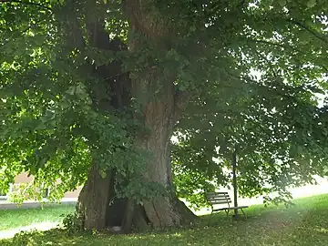 Tilleul remarquable à Dobřany.