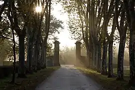 La magnifique allée de platanes qui marque l'entrée du domaine.