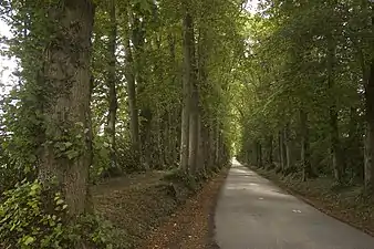 La double rangée de tilleuls.