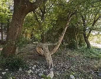 L'arbre tordu de l'église Saints-Pierre-et-Paul