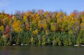 Feuillage virant du vert  au rouge au Québec, début octobre.