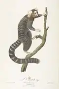 L'Ouistiti dans l'Histoire naturelle des singes et des makis de Jean Baptiste Audebert (1799).