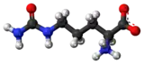 Image illustrative de l’article Citrulline