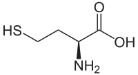 L-Homocystéine