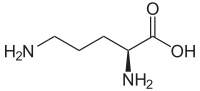 Ornithine