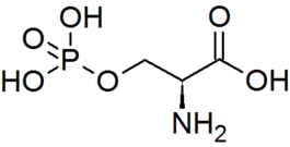 O-Phospho-L-sérine