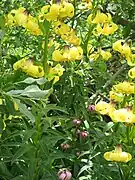 Lilium monadelphum (aux fleurs jaunes) et Lilium martagon (aux fleurs roses).