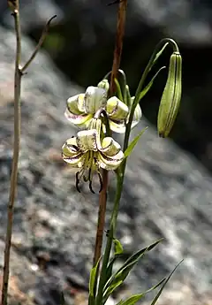 Description de l'image L.polyphylium.2.jpg.