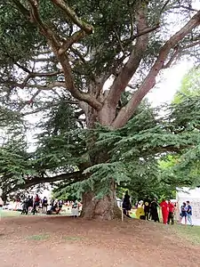 Arbre remarquable