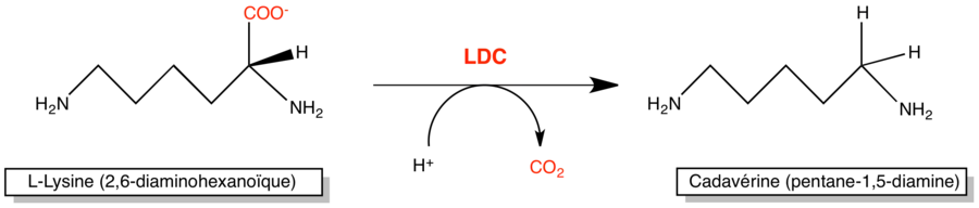 Réaction de la LDC