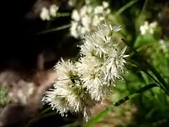 Luzule jaune (Luzula lutea)