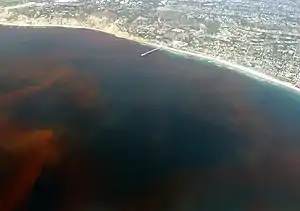 Bloom de dinoflagellés à La Jolla, aux États-Unis.