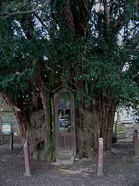 Chapelle Sainte-Anne, dans le tronc de l'if est.