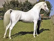 Cheval gris-blanc vu de profil et tenu en main par une personne cachée derrière lui.