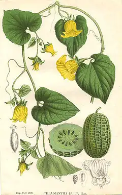 Description de l'image La Belgique horticole pl26 Thladiantha dubia.jpg.