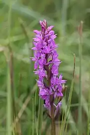 L'orchis de Brenne (Dactylorhiza brennensis)