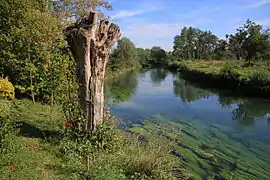 La Canche à La Madelaine-sous-Montreuil.