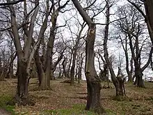 Forêt de châtaigniers en hiver.