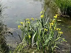 Iris faux acores aux tourbières de La Chapelle-Grésignac.