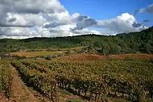 Paysage de vignes en automne.