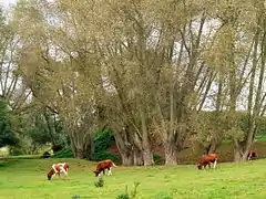 La motte féodale d'Ochtezeele