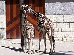 Girafons (Giraffa camelopardalis).