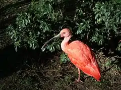 Ibis rouge (Eudocimus ruber).