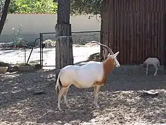Oryx et son jeune au zoo de la Palmyre