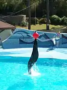 José, une otarie de Californie mâle, en pleine démonstration au zoo de La Palmyre.