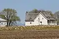 L'arrivée des oies des neiges à la Petite-Ferme au printemps.