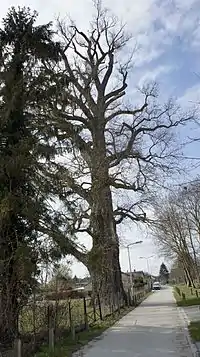 La Pouplie à Boult-sur-Suippe au mois de février.