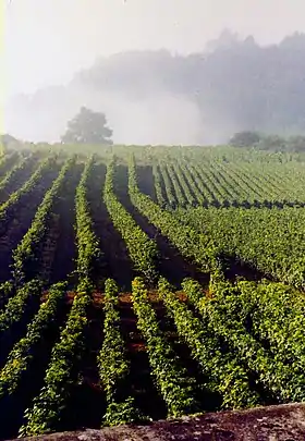 Image illustrative de l’article Bourgogne hautes-côtes-de-beaune