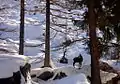 Chamois dans la neige