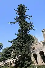 Séquoïa géant du parc du château de La Barben,(Bouches-du-Rhône).