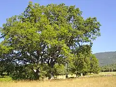 La borne milliaire devant un chêne vert.