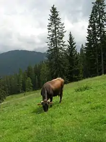 photo couleur d'une vache brun sombre. Elle broute une herbe verte et fleurie dans un pâturage pentu au milieu de sapins.