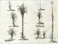 La canne à sucre et ses différents ordres de racine, Extrait de : Essai sur l'art de cultiver la canne et d'en extraire le sucre (entre p. 8 et p. 9)