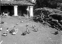 photo noir et blanc de canards dans une cour de ferme.