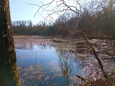 La forêt de Grasla. Etang. 2023.