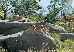 Lionne et ses lionceaux.