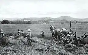 La moisson à l'orphelinat de Huberdeau, vers 1910