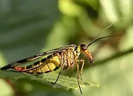 Mouche scorpion femelle