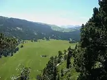 Vallon herbeux vert avec des arbres