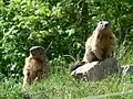 Marmottes