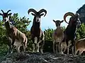 Mouflons